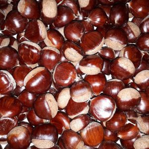 Châtaignier ‘Marigoule’