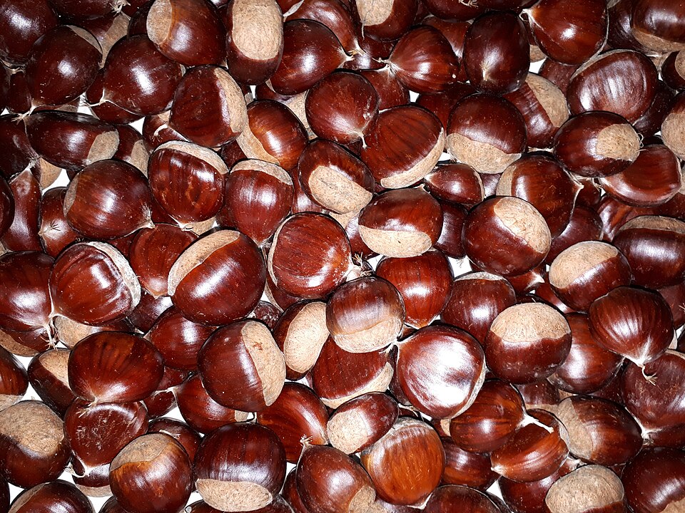 Châtaignier ‘Marigoule’