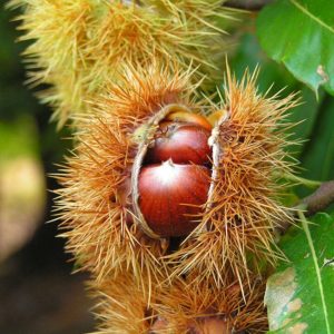 Châtaignes – Castanea sativa