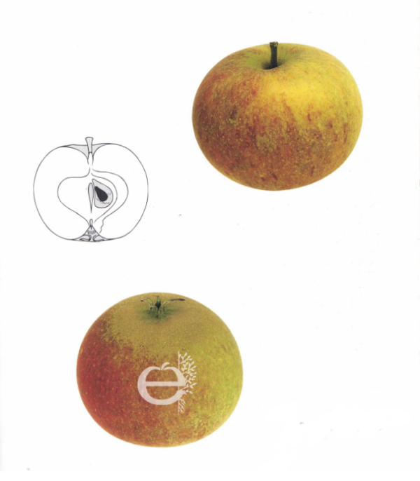 Pommier Cox's Orange