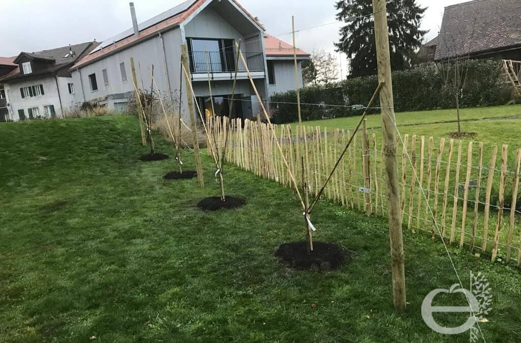 🌱 Pourquoi planter vos arbres fruitiers maintenant ? 🍎🍐