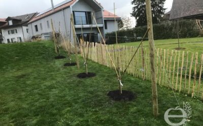 🌱 Pourquoi planter vos arbres fruitiers maintenant ? 🍎🍐