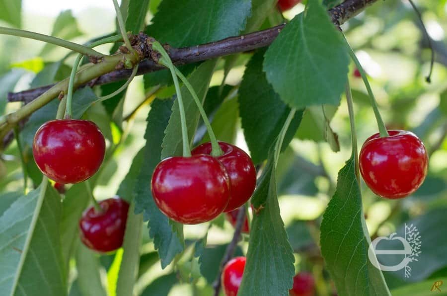 Cerisier Montmorency griotte Fruitiers Bio