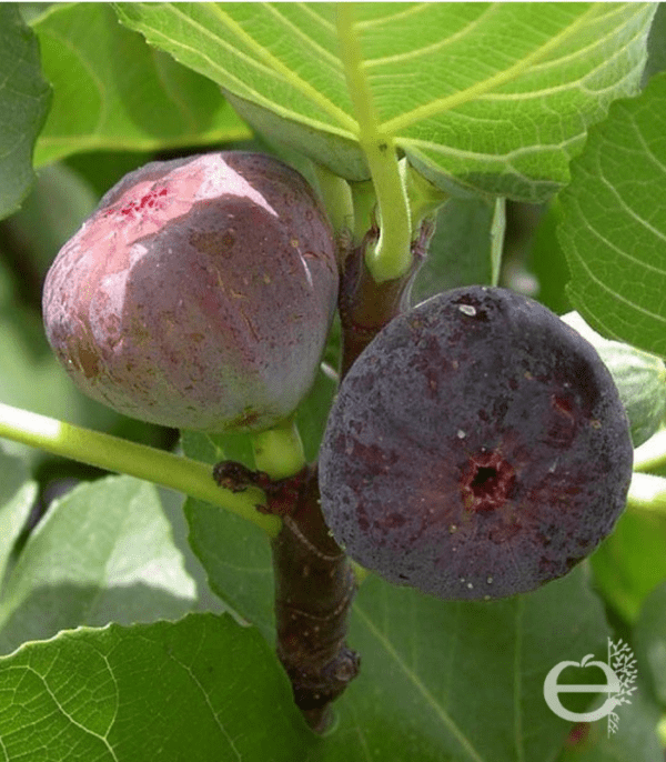 Figuier madeleine des deux saisons