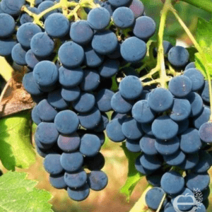 Vigne hybride gros framboisé isabella