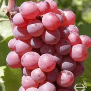 Vigne hybride helena musqué