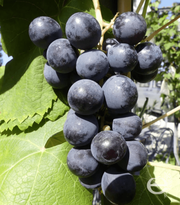 Vigne hybride muscat-de-new-york