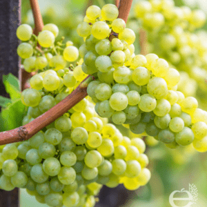 Vigne hybride framboise-blanc