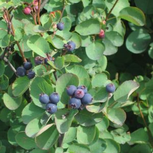Amélanchier Alnifolia 'Greatberry'