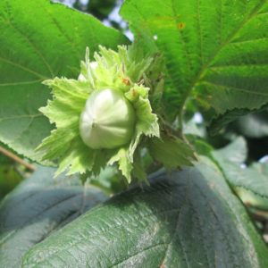 Noisetier ‘Corabel’