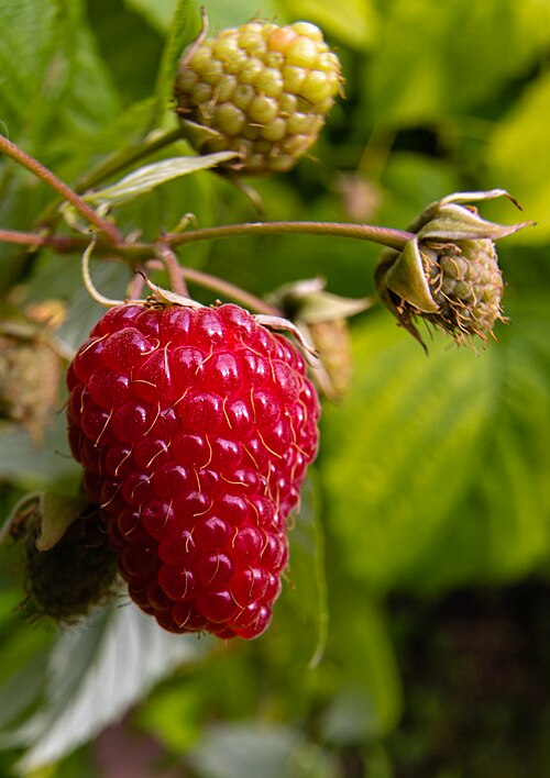 Framboisier ‘Enrosadira’